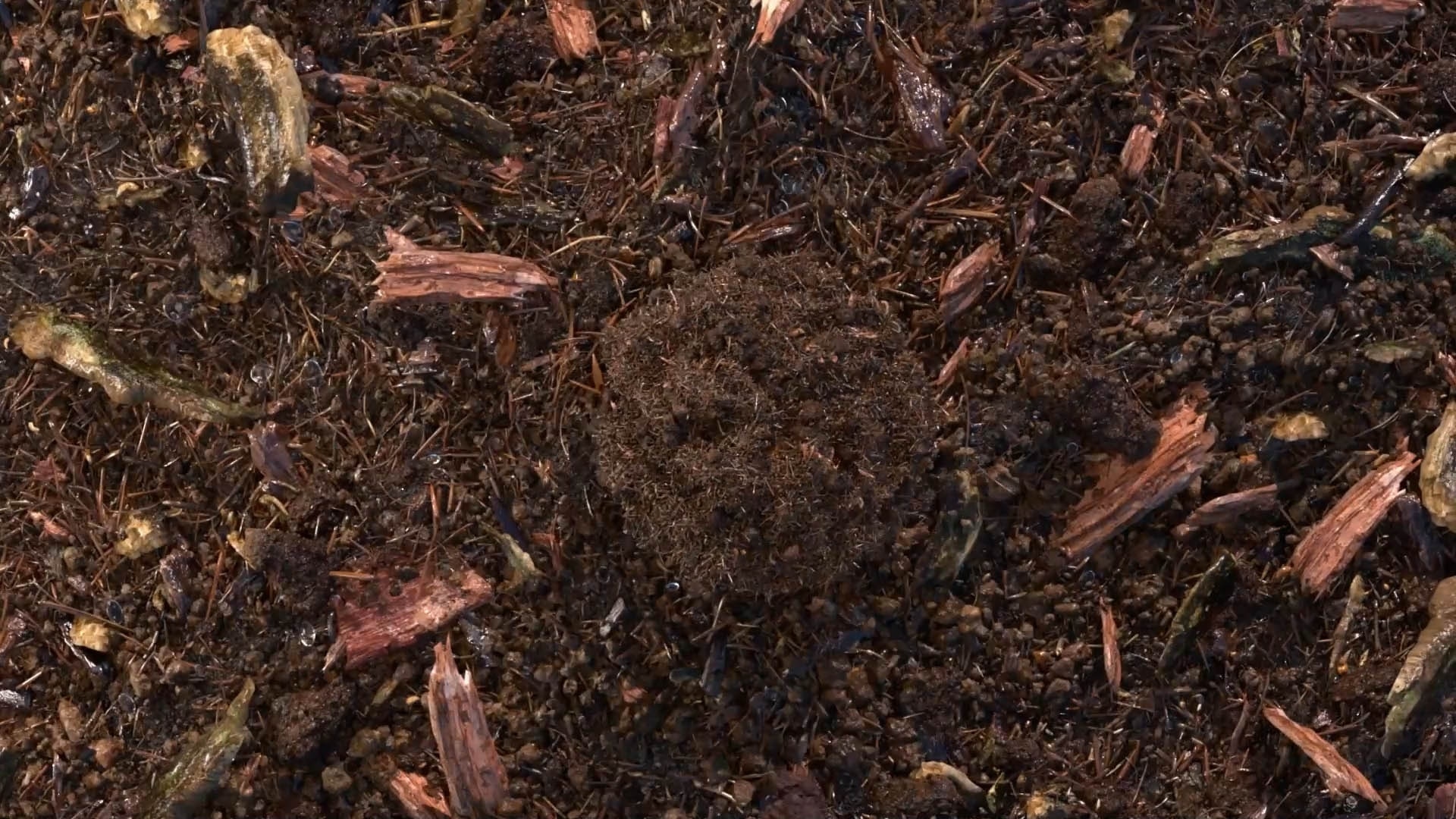 terre compostée