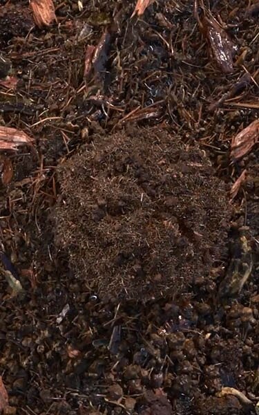terre compostée
