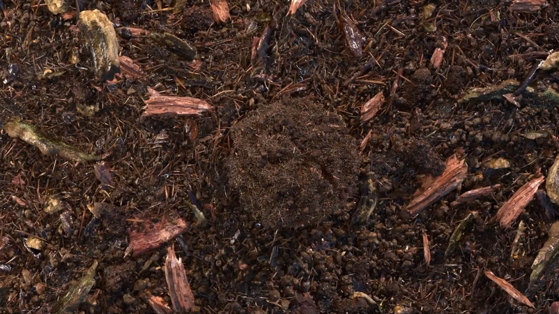 terre compostée