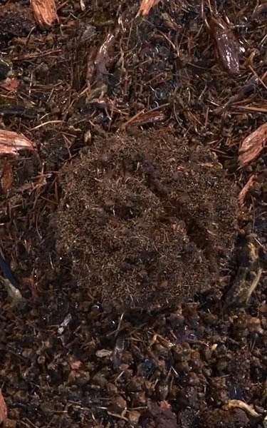 terre compostée