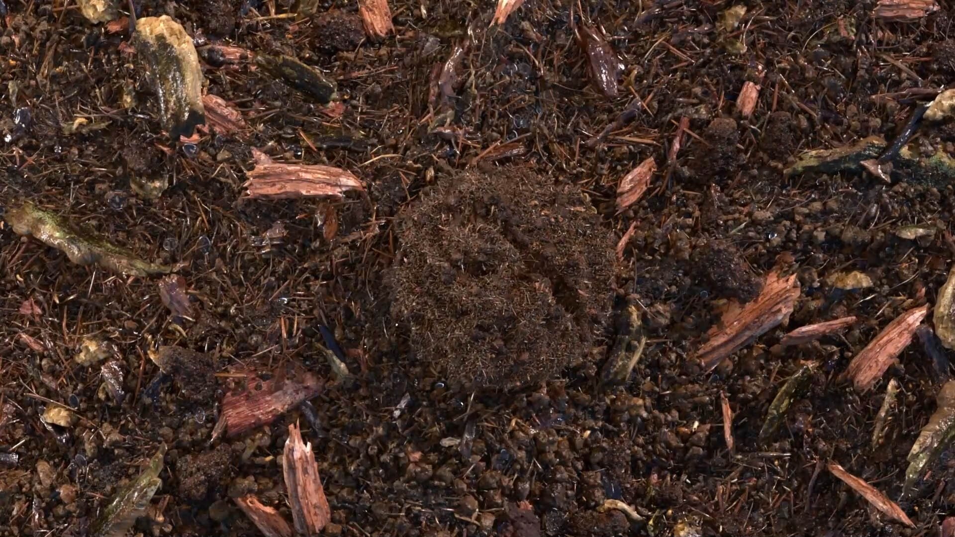 terre compostée