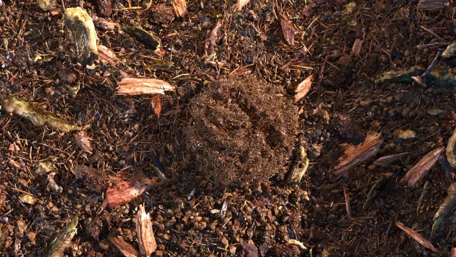 terre compostée
