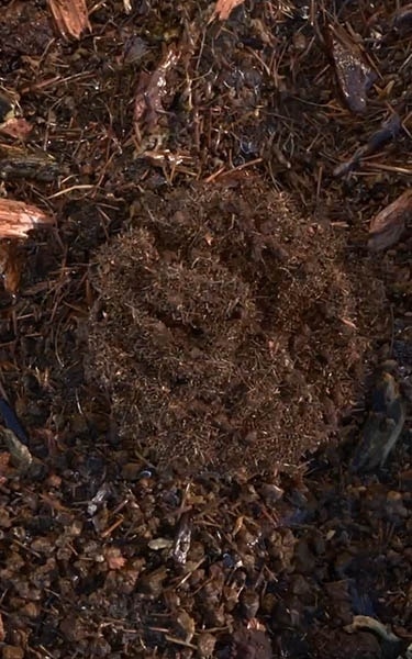 terre compostée