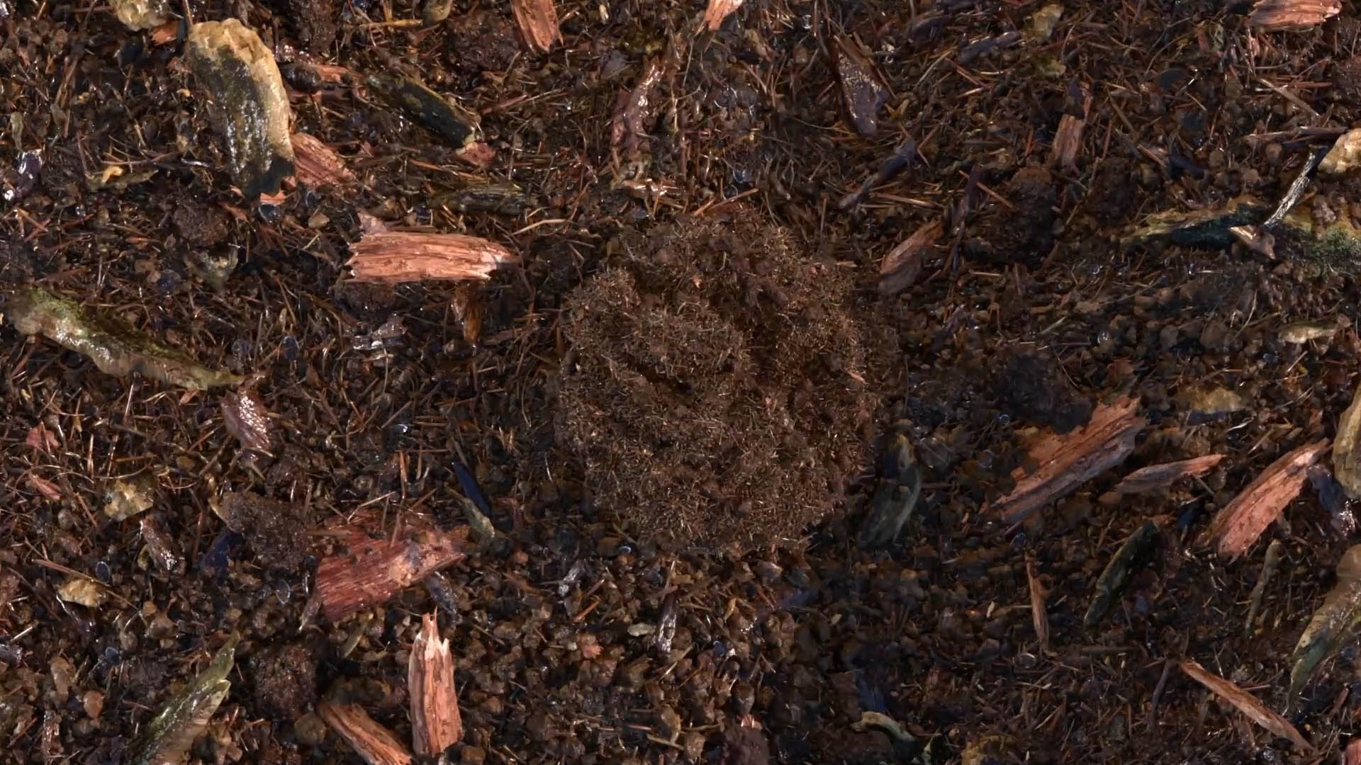 terre compostée