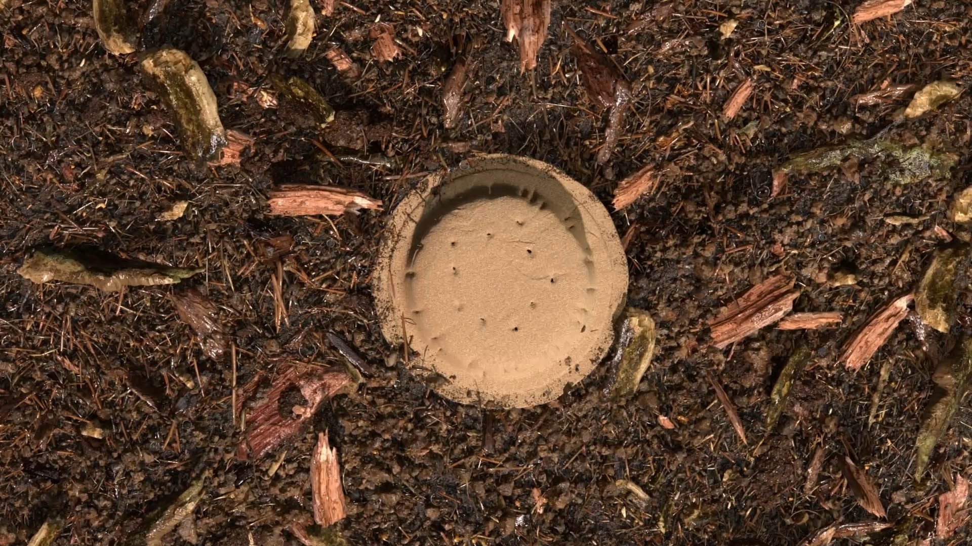terre compostée