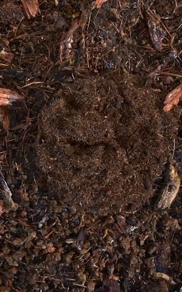 terre compostée