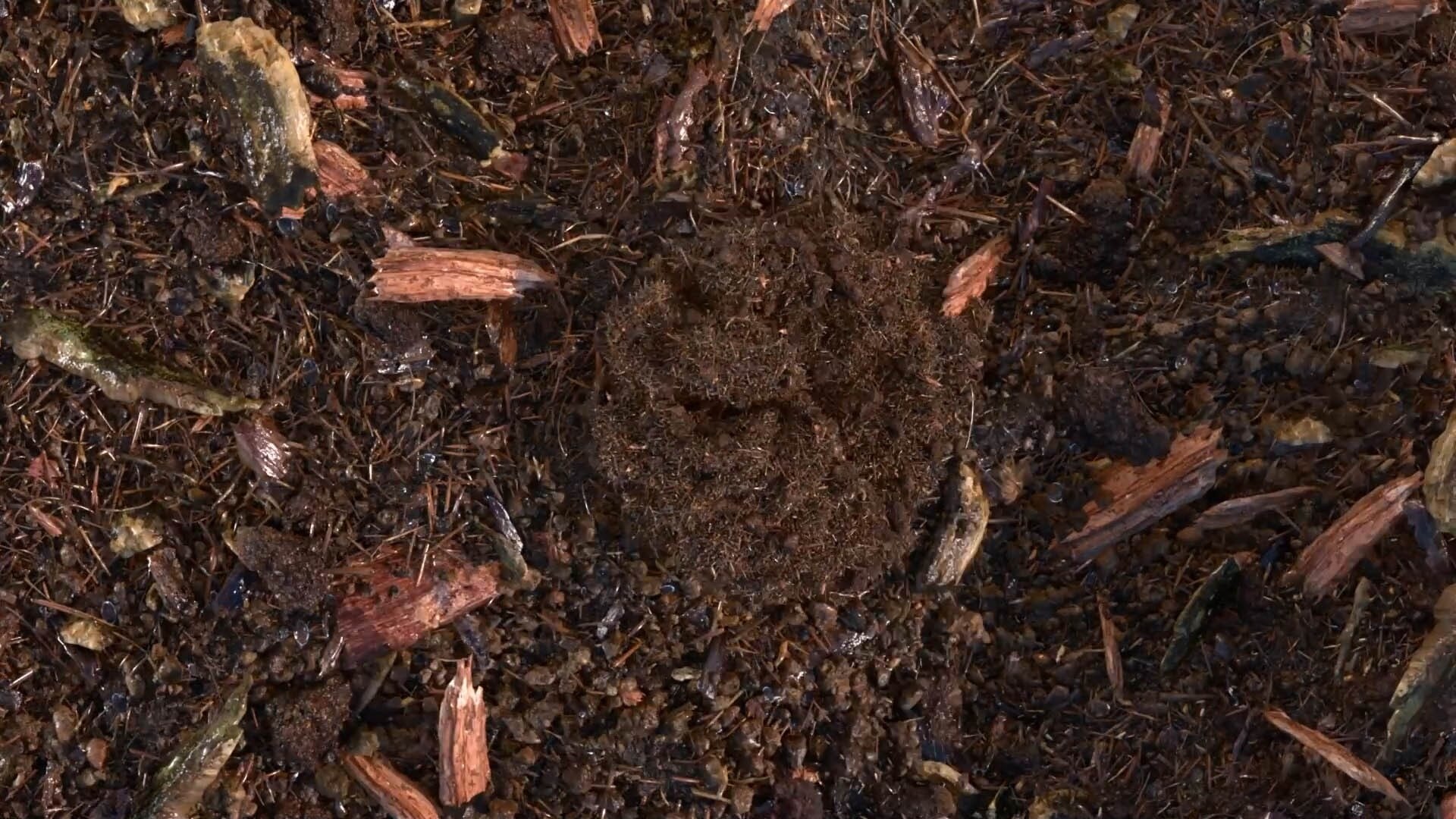 terre compostée