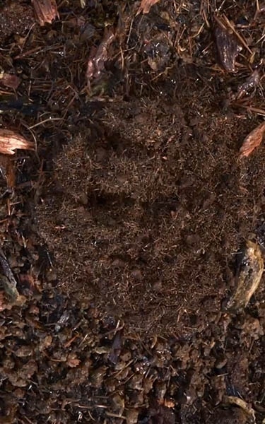 terre compostée