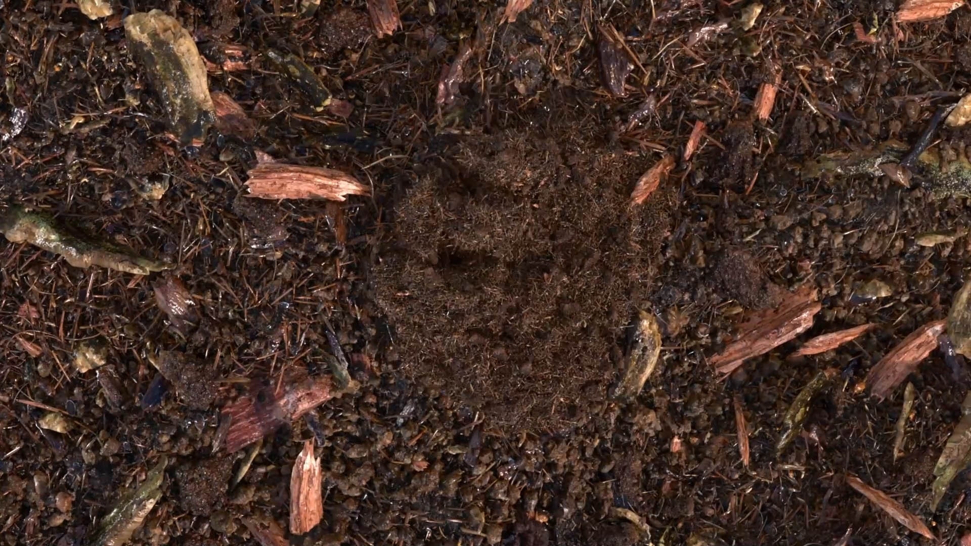 terre compostée