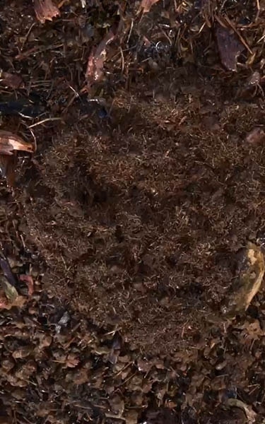 terre compostée
