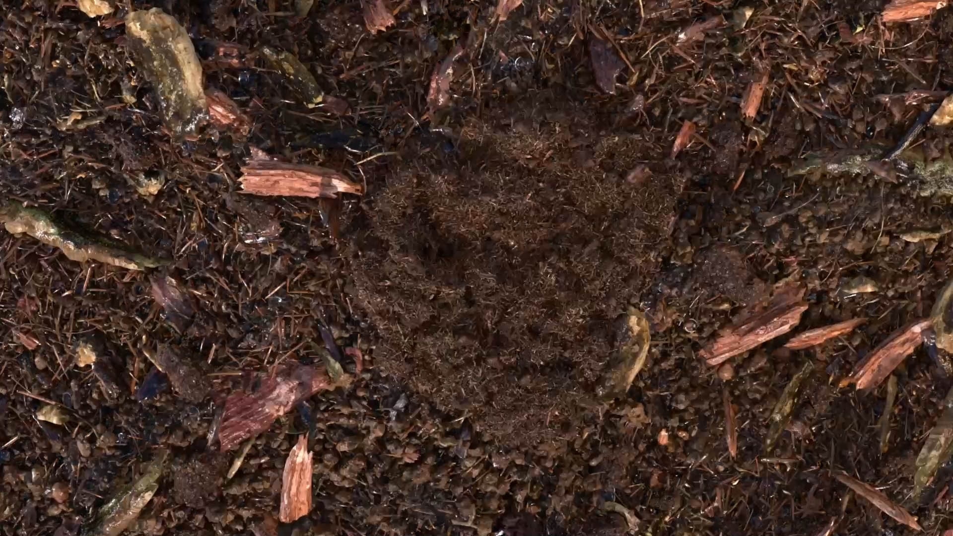 terre compostée