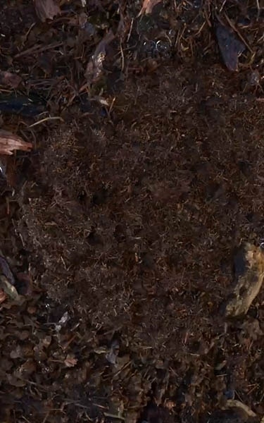 terre compostée