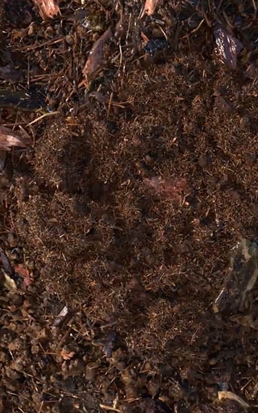 terre compostée
