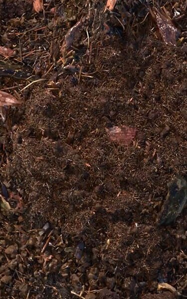 terre compostée