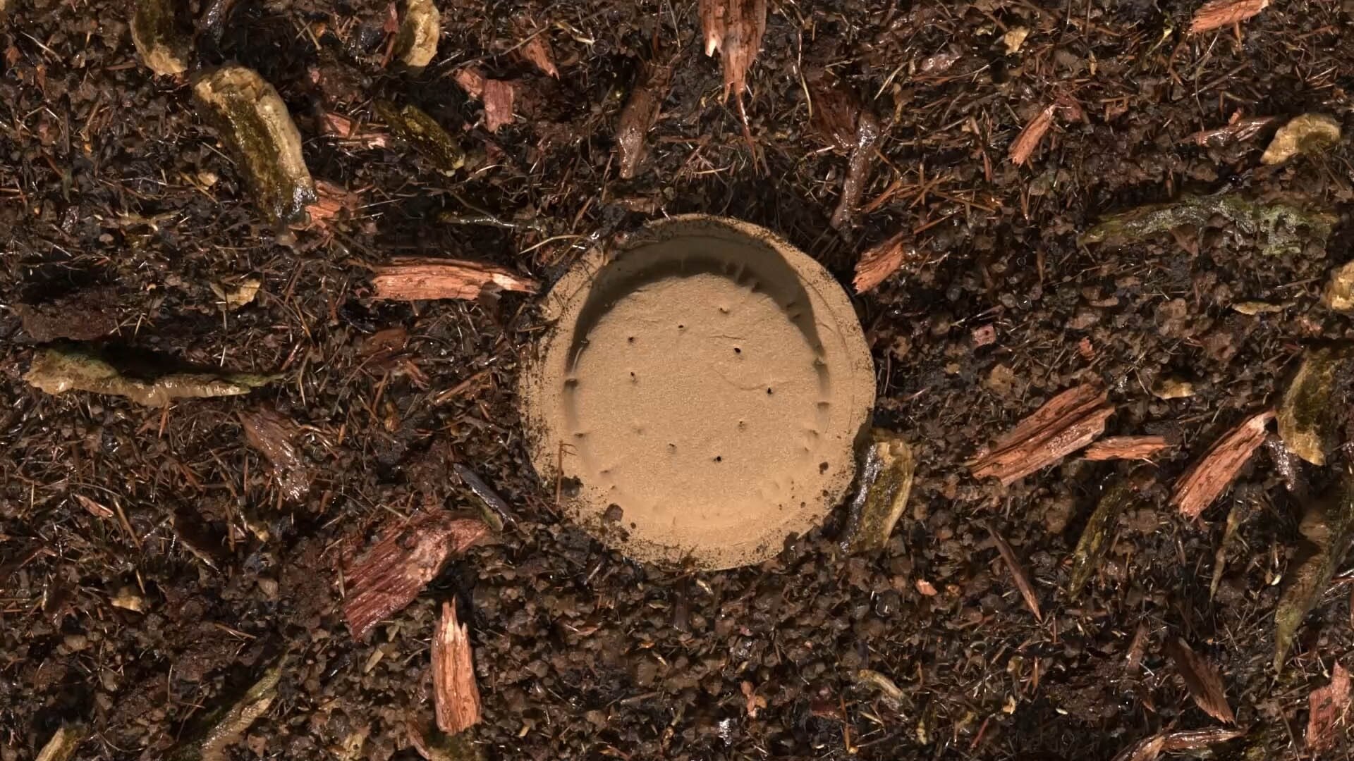 terre compostée