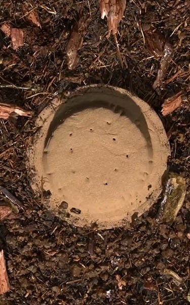 terre compostée