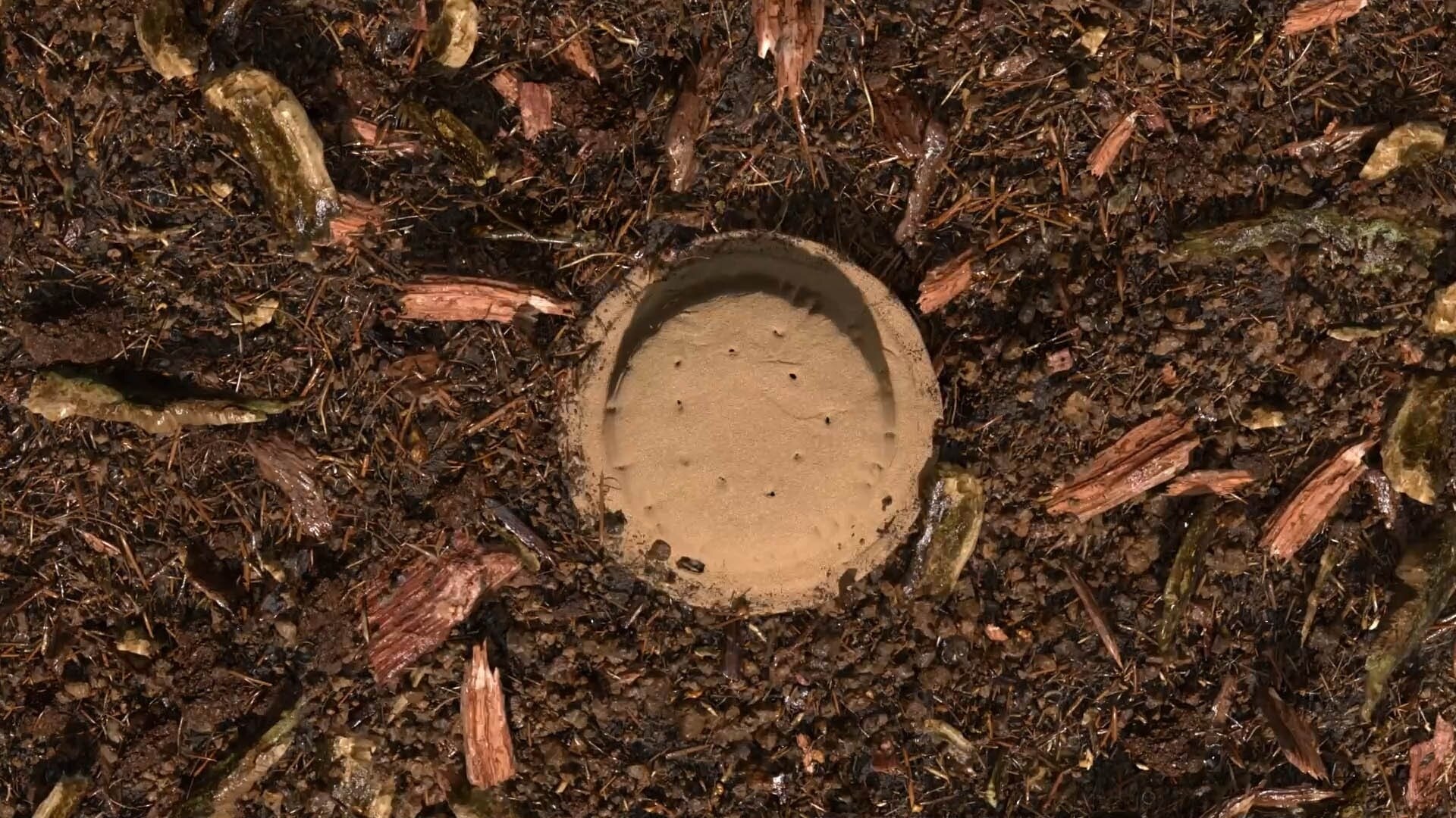 terre compostée