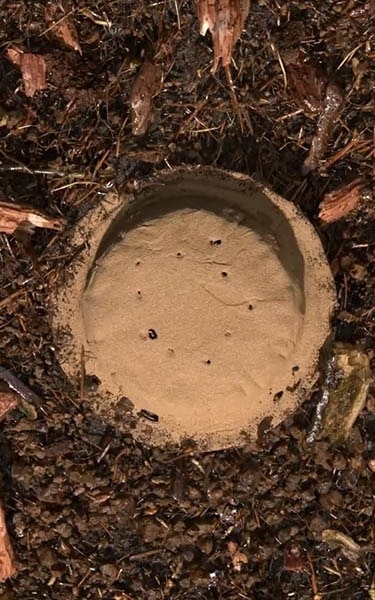 terre compostée