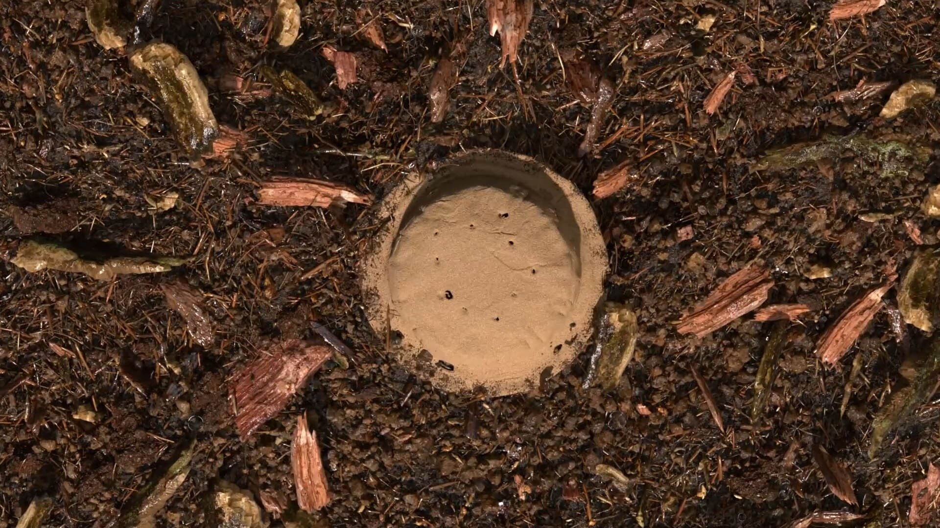 terre compostée