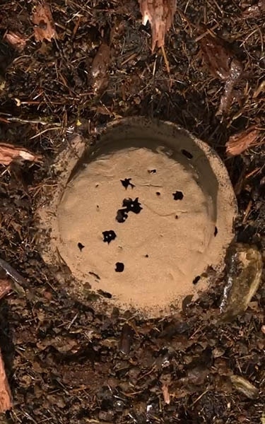 terre compostée