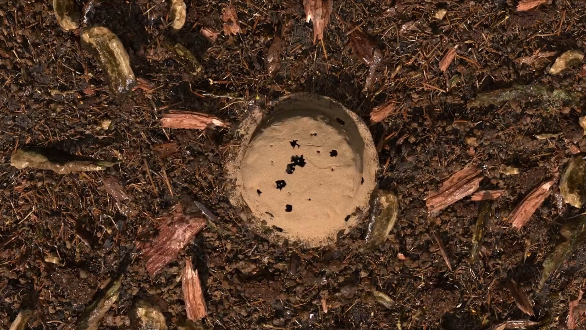 terre compostée