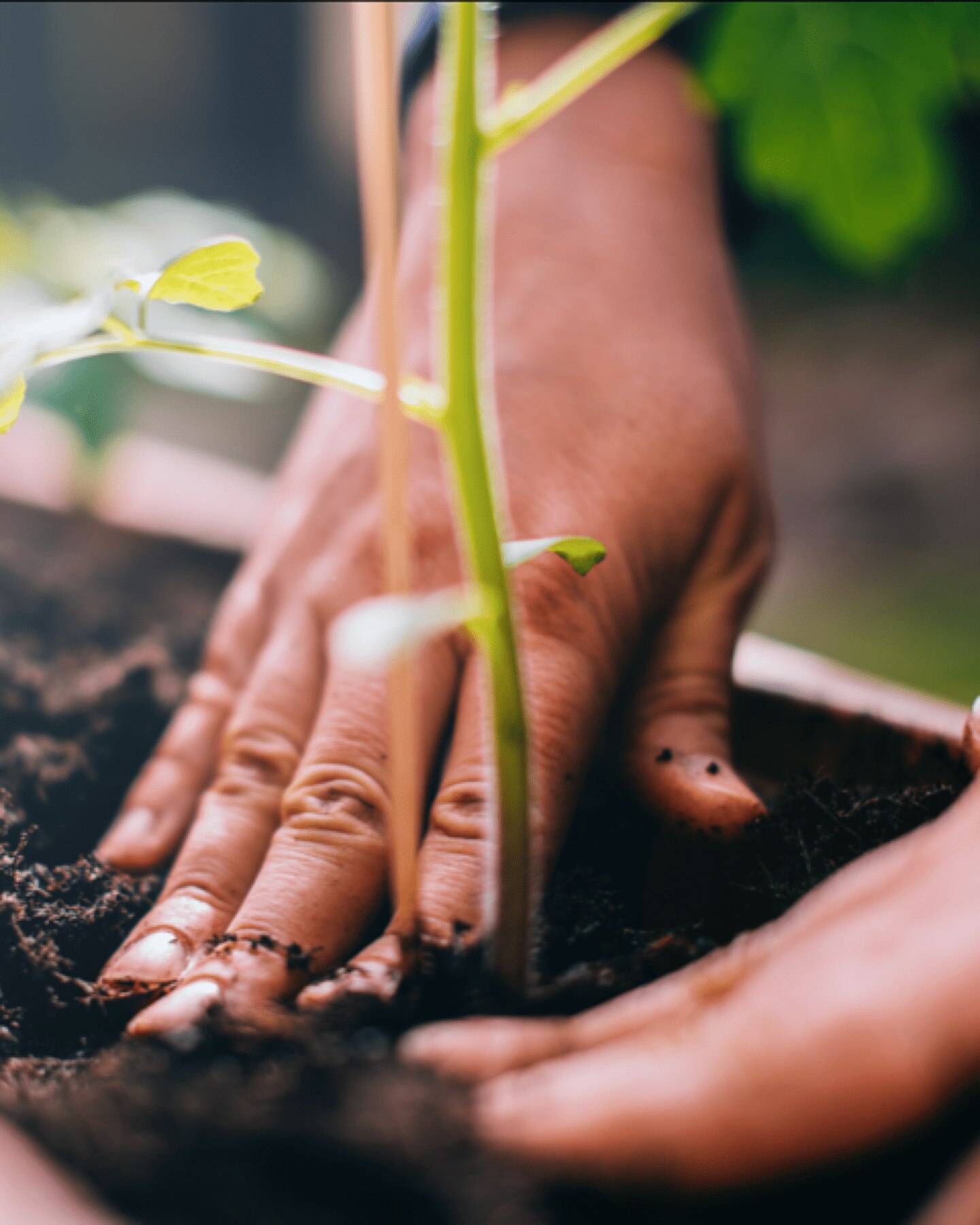 personne plantant un germe de café à côté d'une capsule à base de papier compostable