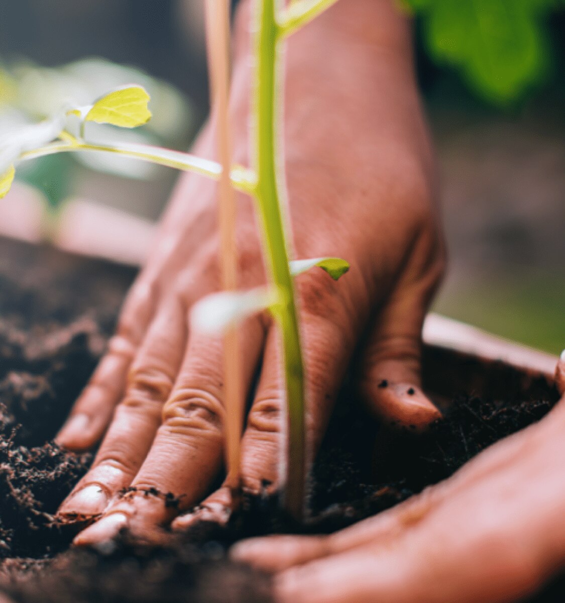 personne plantant un germe de café à côté d'une capsule à base de papier compostable