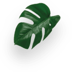 Miami Morning Blend 18 Capsules decoration Image